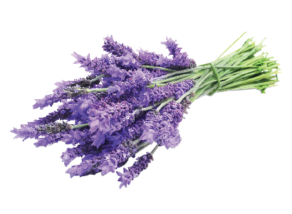 lavanda
